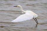 Snowy Egret Taking Wing_29496